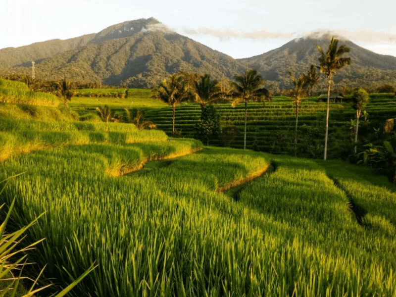 Jatiluwih eBike & Golden Hour Temple