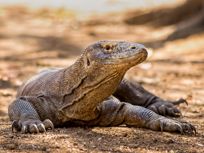 Komodo Sunset Escape