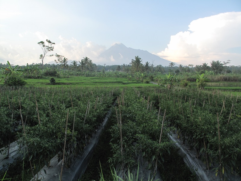Leisurely Cycling from Kaliadem to Prambanan