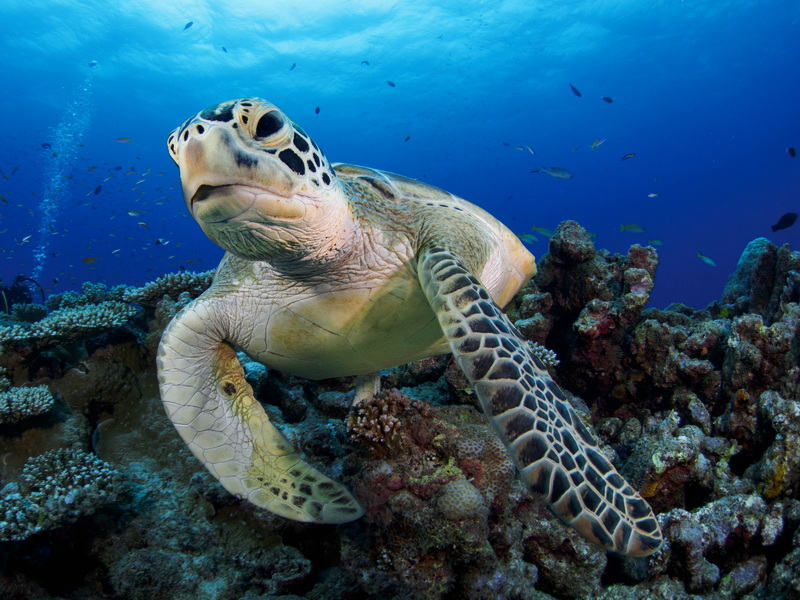 Padang Bai’s Underwater Paradise