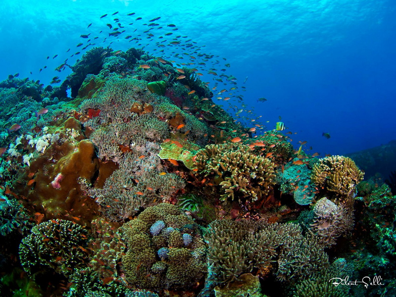 Padang Bai’s Underwater Paradise