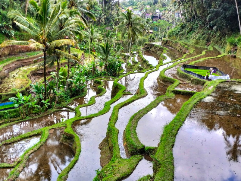 Rice Paddy Trek Bali