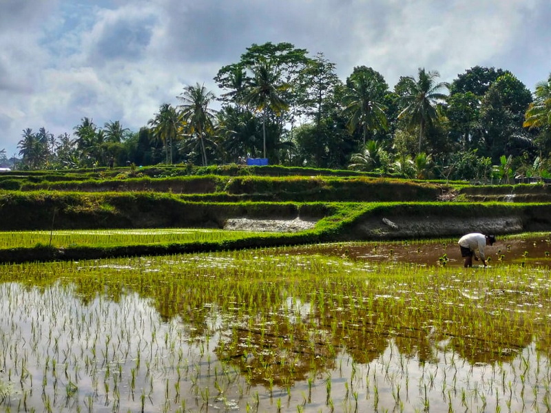 Rice Paddy Trek Bali