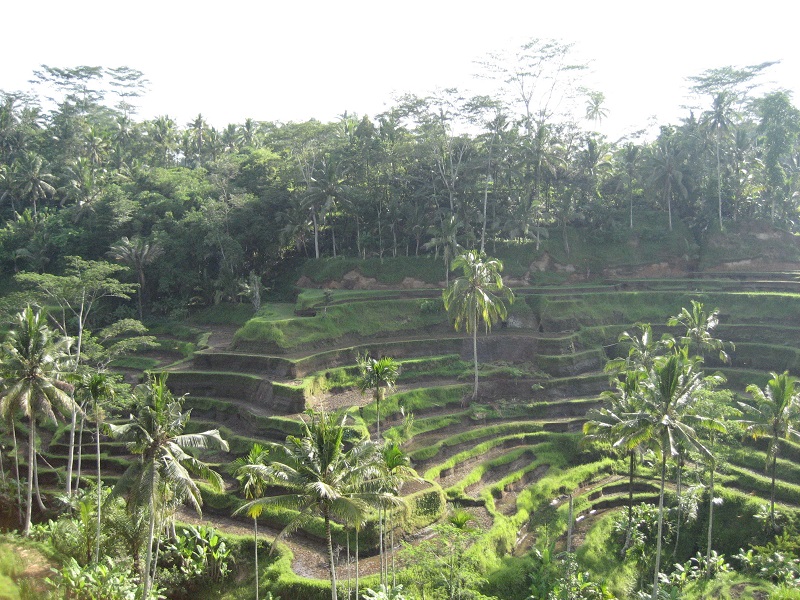 Rice Paddy Trek Bali