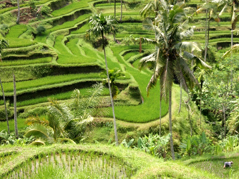 Rice Paddy Trek Bali