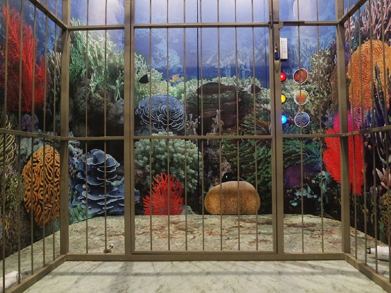 Save The World’s Coral Reefs