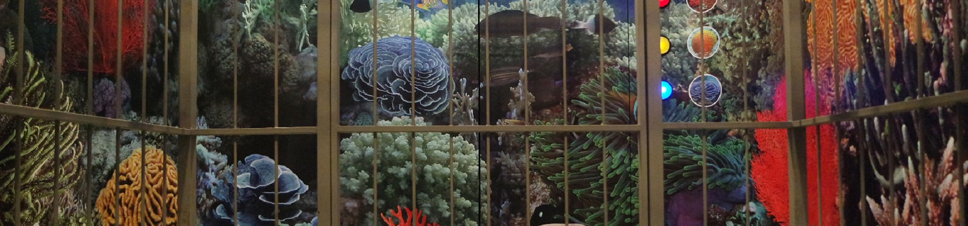 Image of Save The World’s Coral Reefs