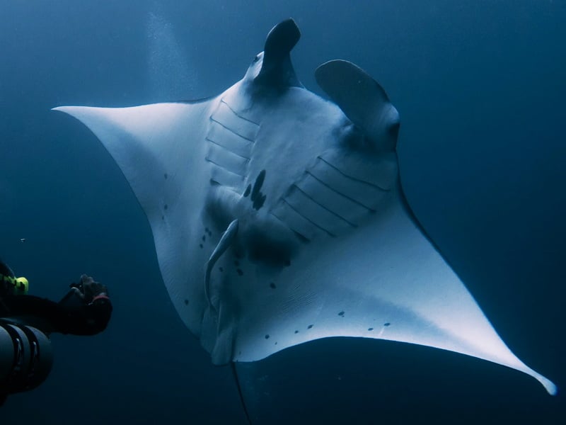 Snorkeling at Lembongan and Nusa Penida