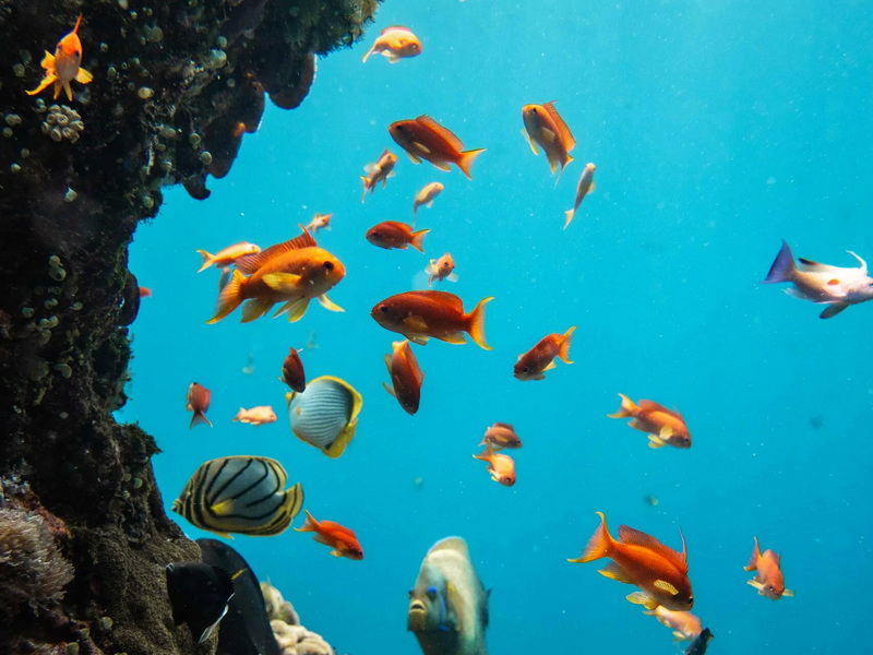 Snorkeling at Lembongan and Nusa Penida