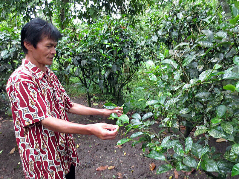The Legacy of Mt.Merapi