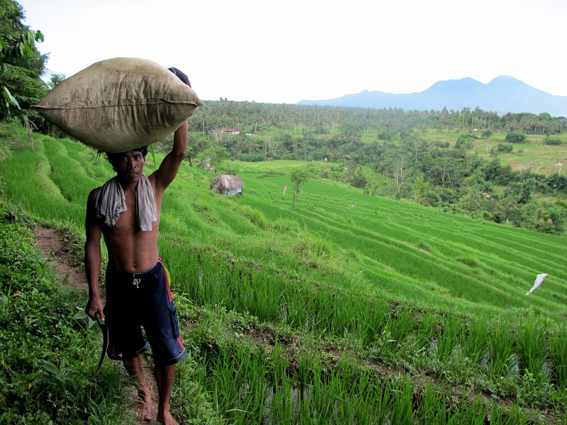 Trekking and Seaside Explorer Bali