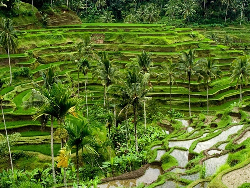 Ubud Family Day Tripper