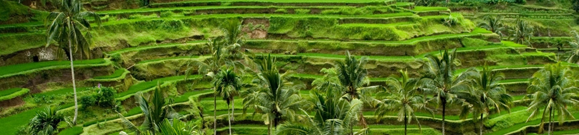 Image of Ubud Family Day Tripper
