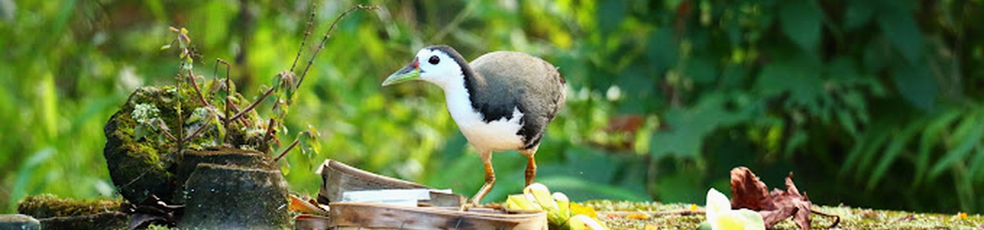 Image of Ubud Naturalist and Birds Walk