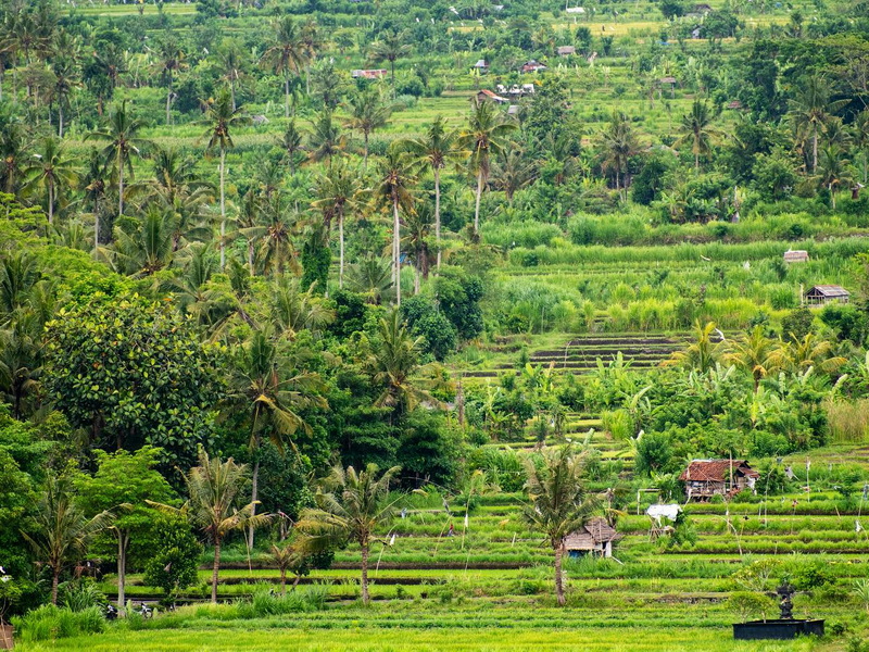 Witnessing the Rhythm of East Bali