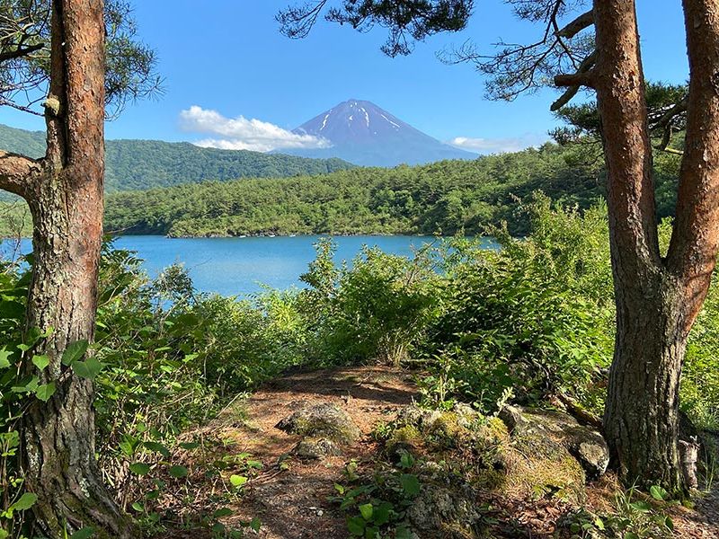 Conservation Hike in the Fuji Foothills