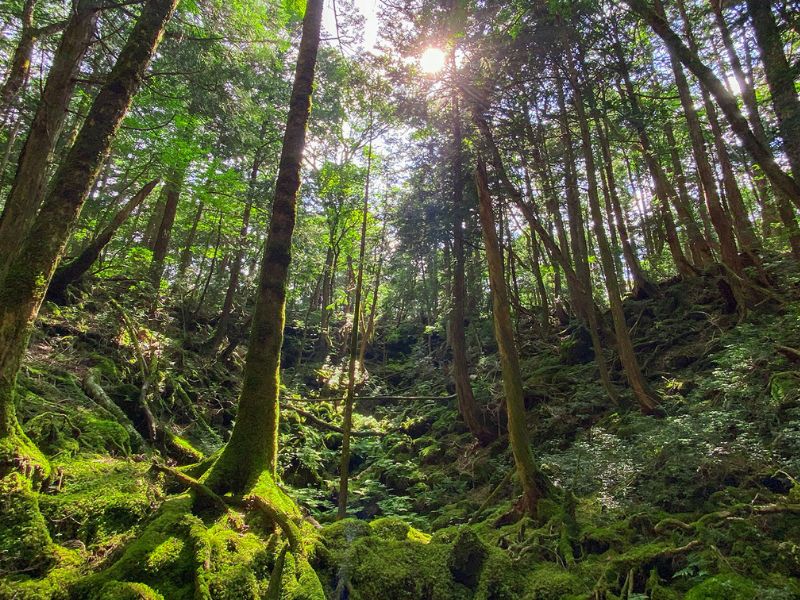 Conservation Hike in the Fuji Foothills