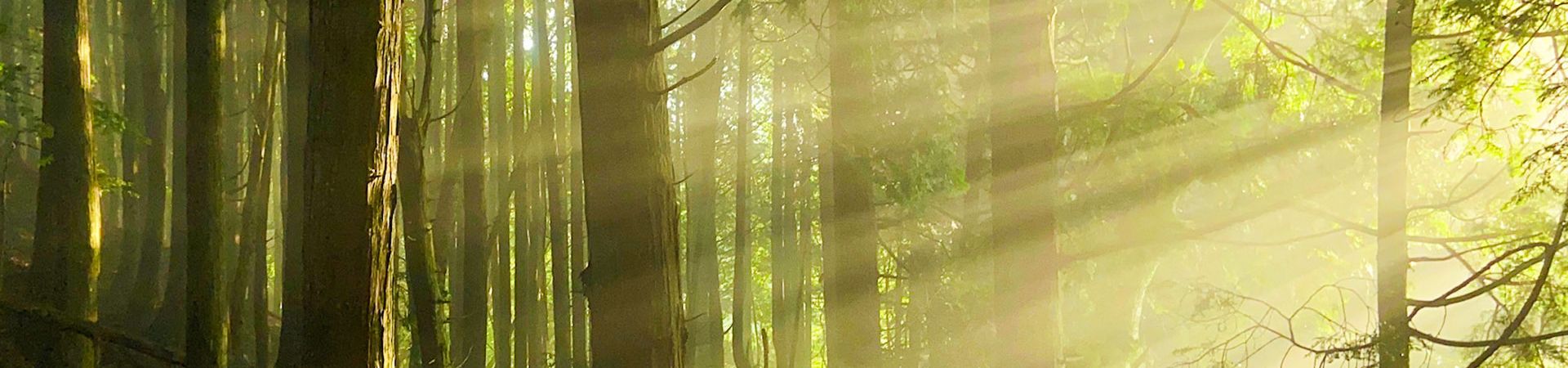 Image of Conservation Hike in the Fuji Foothills