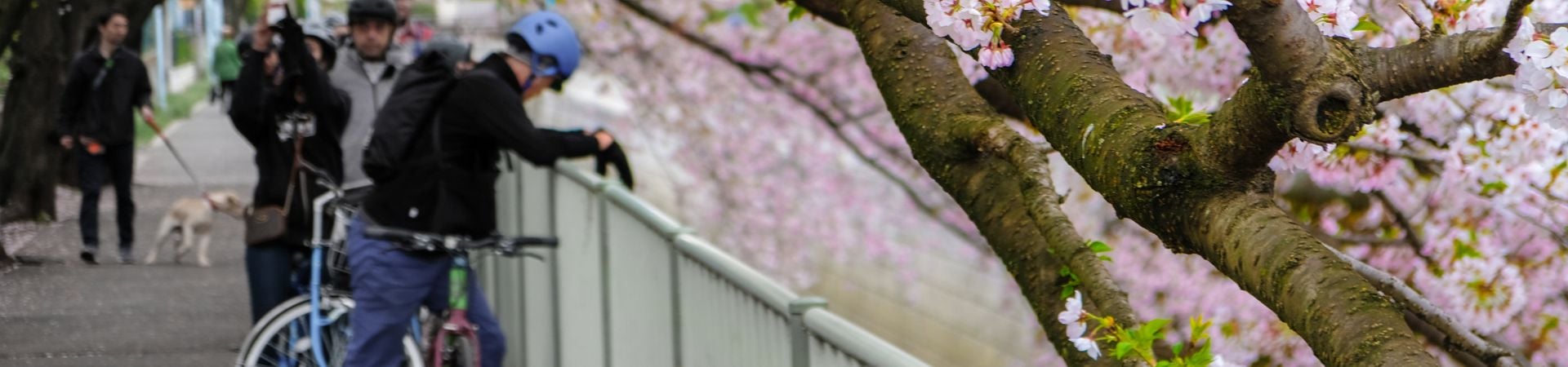 Image of Cool Tokyo Cycling (Shared)