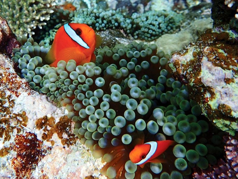 Eco-Conscious Ishigaki Turtle Snorkeling