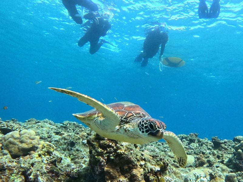 Eco-Conscious Ishigaki Turtle Snorkeling