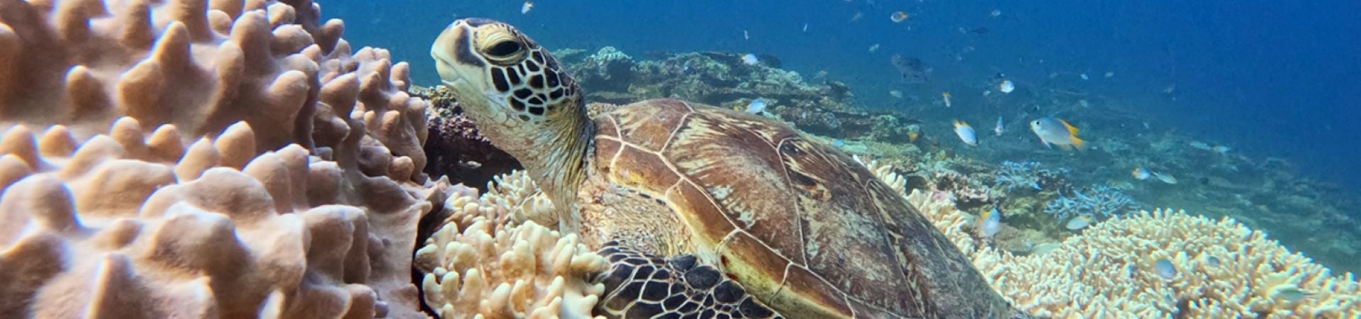 Image of Eco-Conscious Ishigaki Turtle Snorkeling