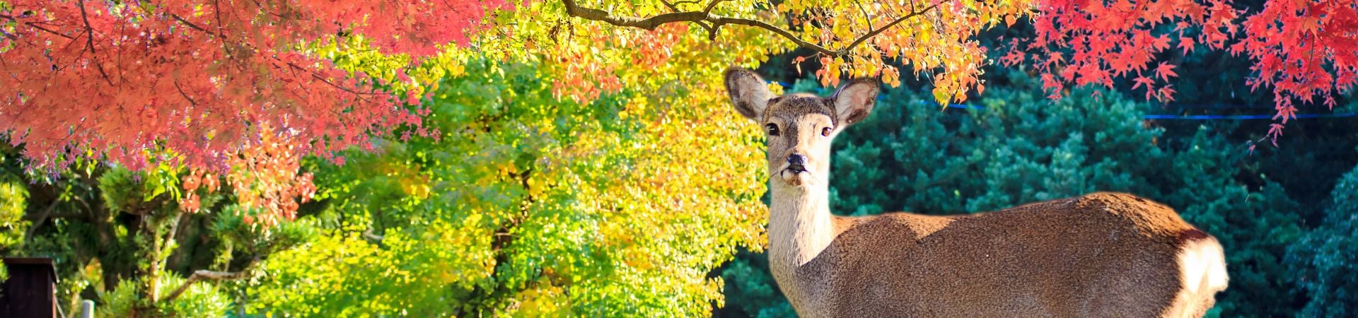 Image of EXO Classics: Nara Full Day Tour