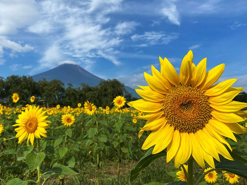 Fuji Hidden Lake Cycling Tour