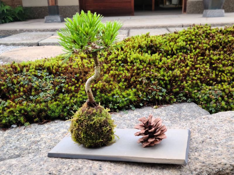Gardens and Bonsai of Takamatsu