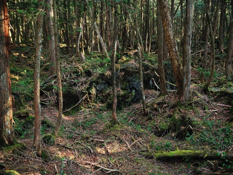 Hidden Wonders of Kawaguchiko