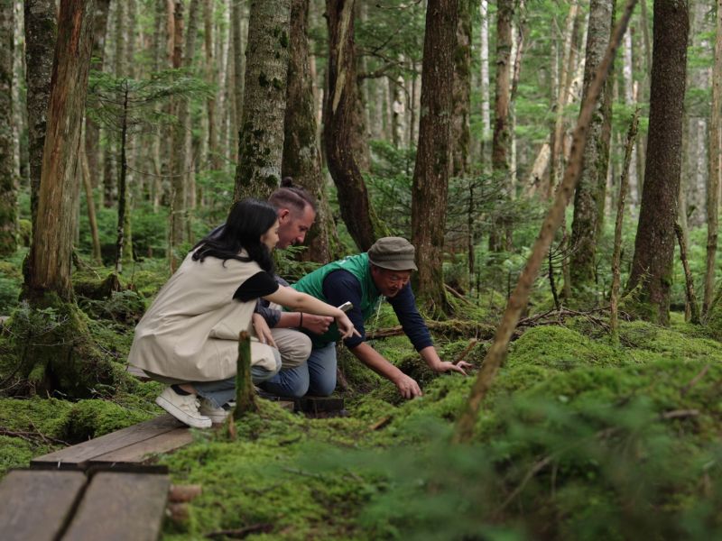 Moss Forest Immersion (Shared)