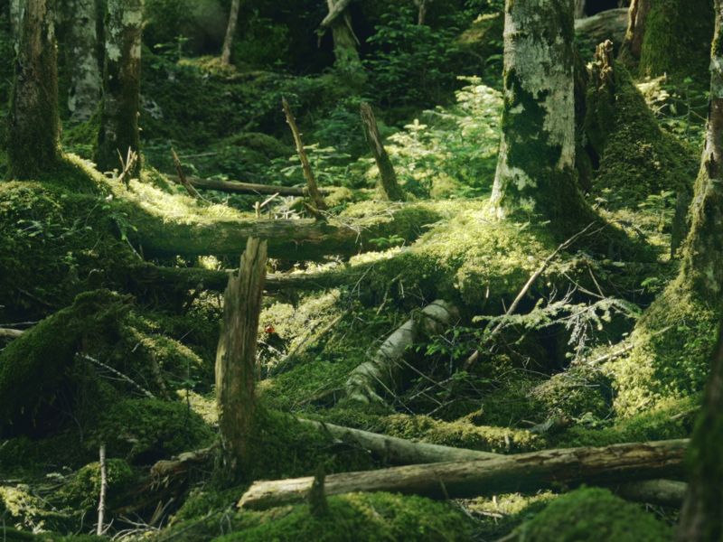 Moss Forest Immersion (Shared)