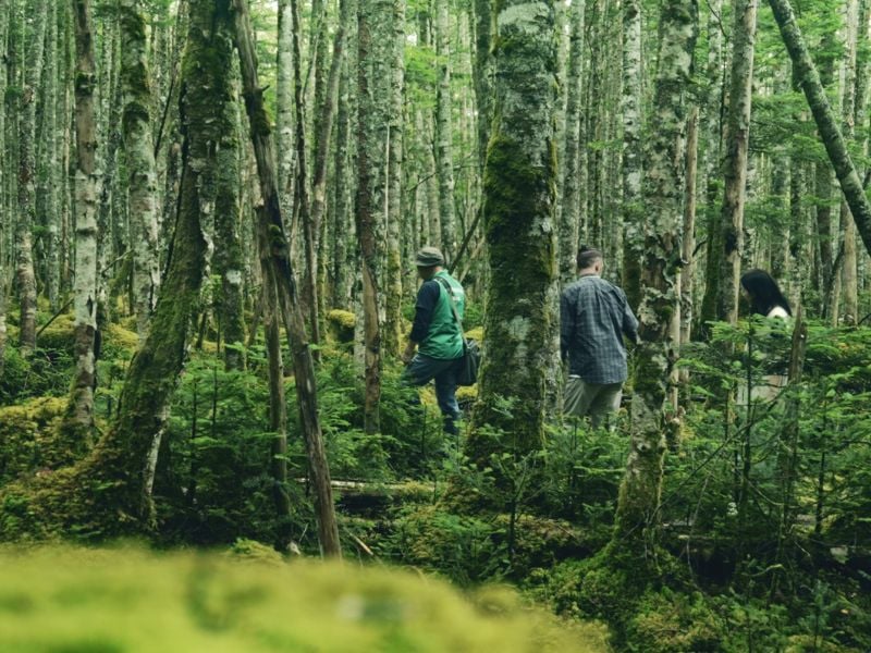 Moss Forest Immersion (Shared)