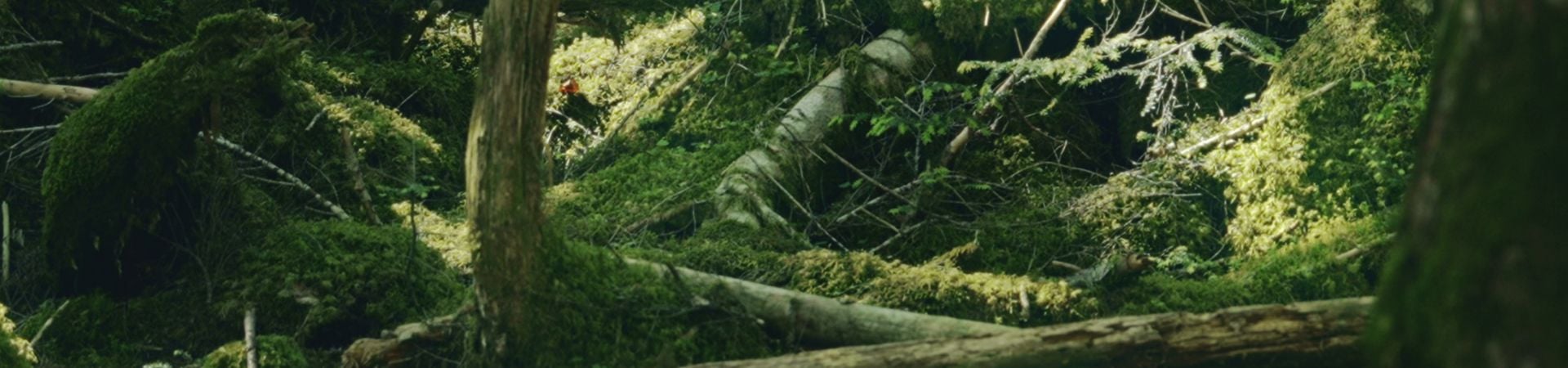 Image of Moss Forest Immersion (Shared)