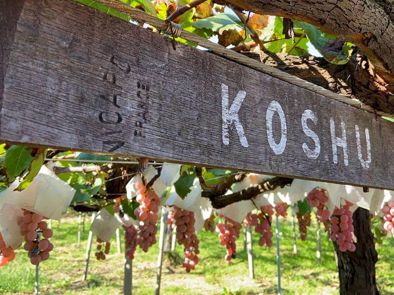 Mt Fuji Wineries Tour