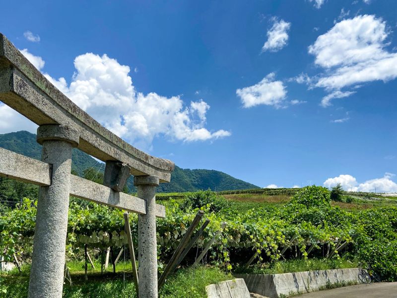 Mt Fuji Wineries Tour