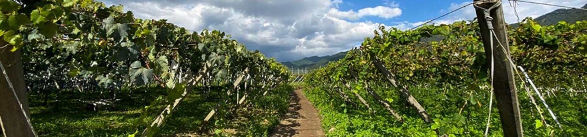 Image of Mt Fuji Wineries Tour
