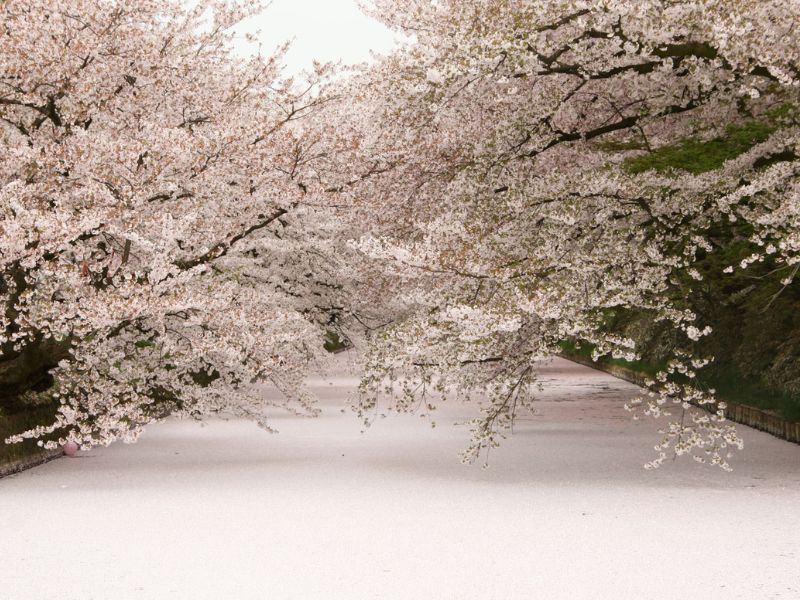 Northern Cherry Blossom Picnic