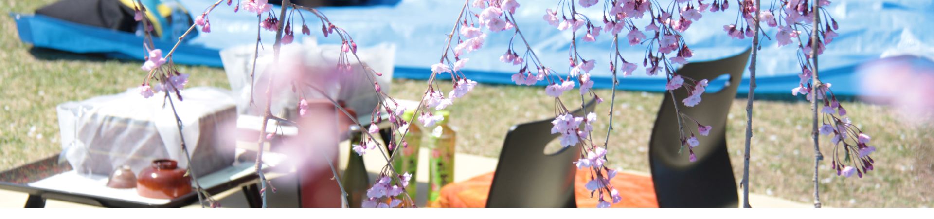 Image of Northern Cherry Blossom Picnic