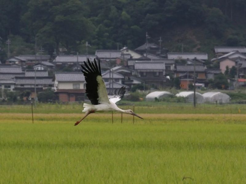 Sustainable Storkwatching in Kinosaki