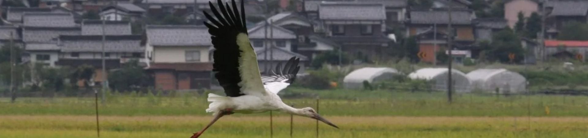 Image of Sustainable Storkwatching in Kinosaki