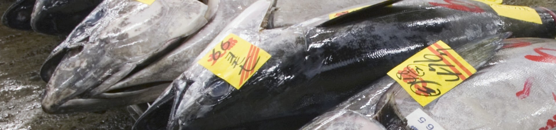 Image of Tsukiji Outer Market Walk & Sushi-Making