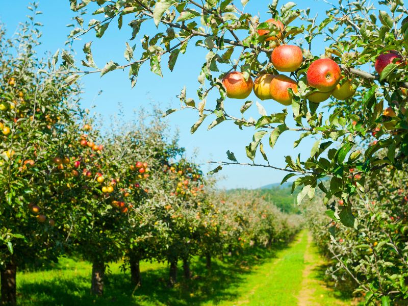 A Day of Art, Scents & Flavors in Pocheon - Seoul (Join-in)