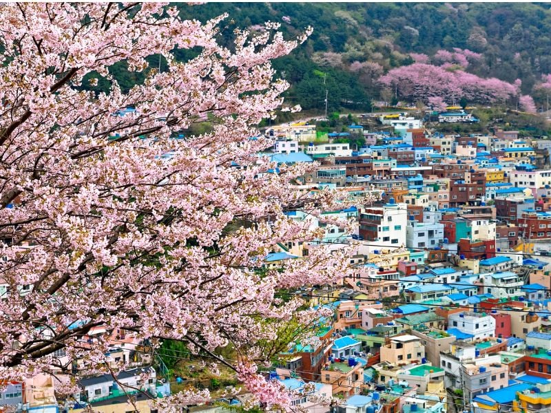 Busan City Tour with Cooking Class