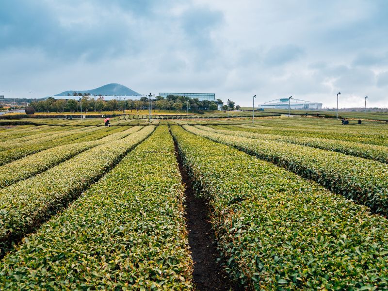 Jeju South & West Scenic Tour (Join-in)