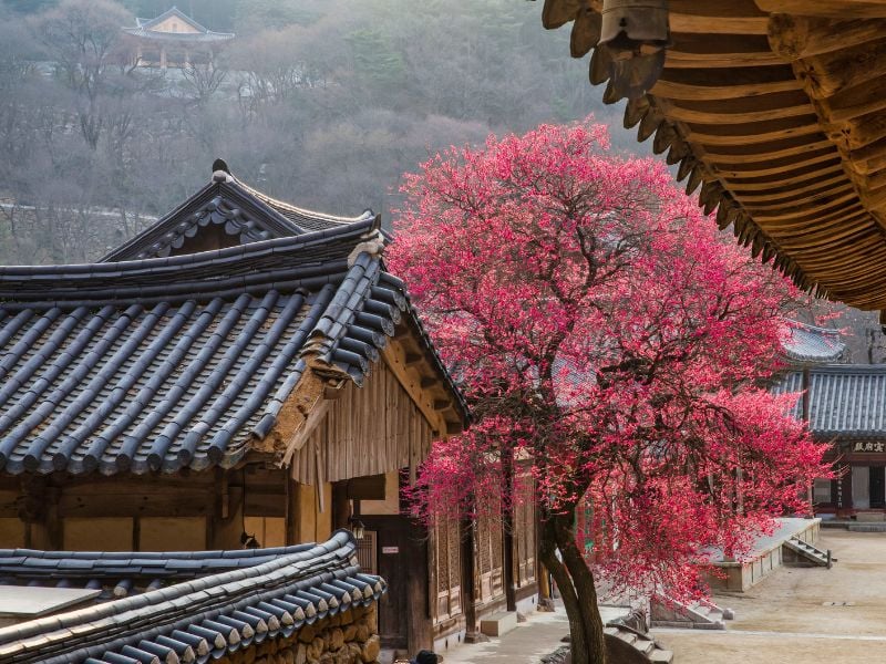 Suncheon From Temple to Wetland Sunset