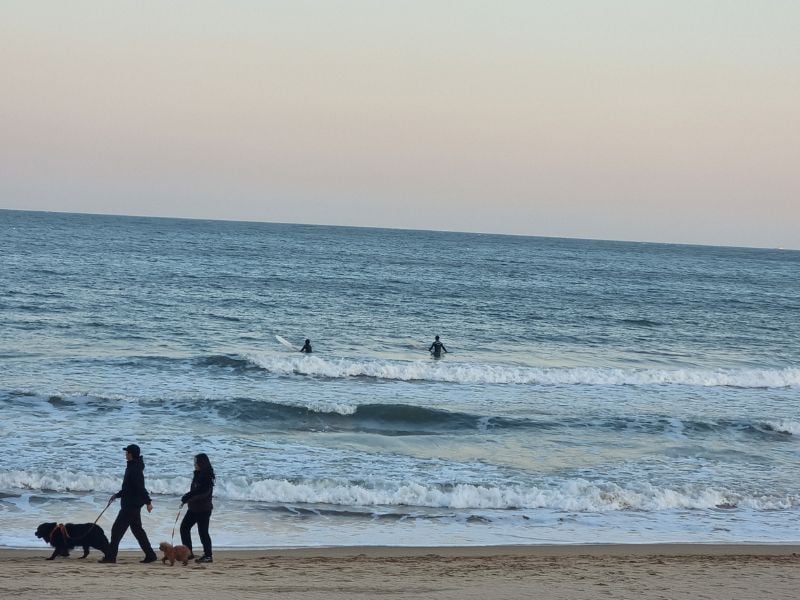 Surf in Busan