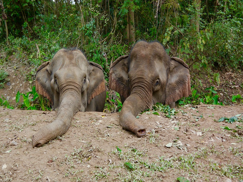 Communicating with Giants in The Afternoon
