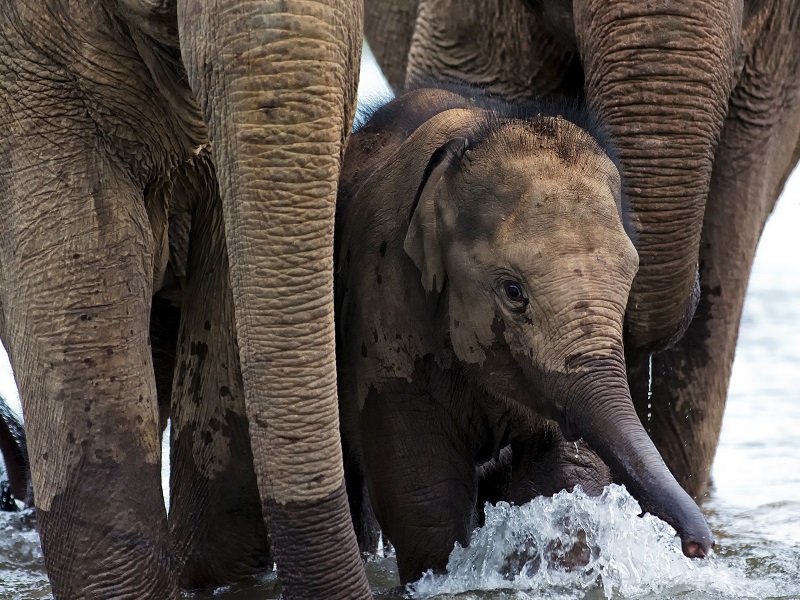 Communicating with Giants in The Afternoon