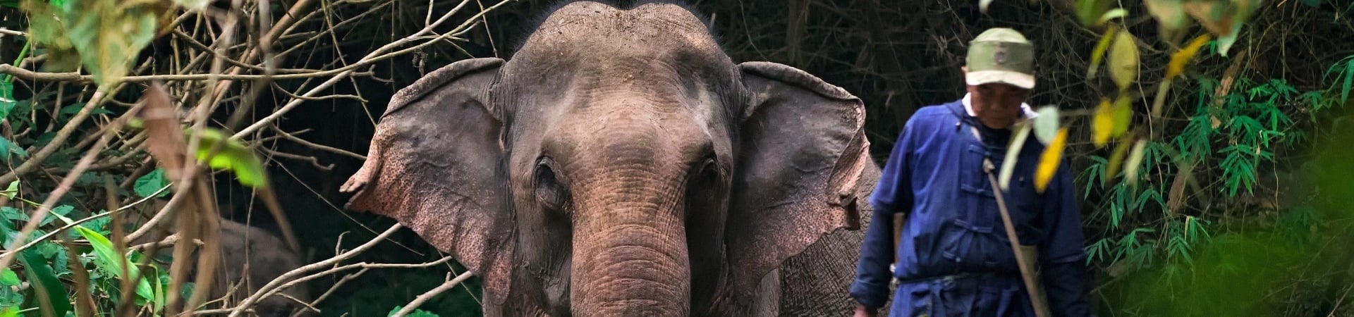 Image of Communicating with Giants in The Afternoon